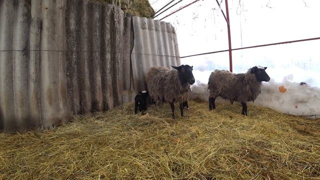 Первый окот романовских овец на Усадьбе у озера. Семья в деревне смотреть онлайн