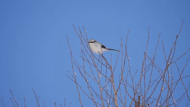 Сорокопуд серый смотреть онлайн