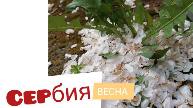 Да здравствует Сербия! Просто красота, а не страна! смотреть онлайн