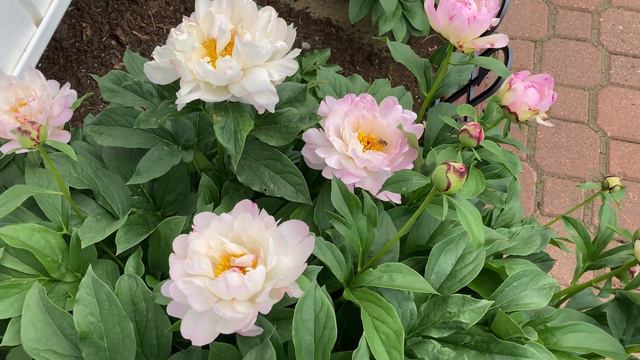 2021 Bloom Season - Petite Elegance (Klehm, R.G., 1995) смотреть онлайн