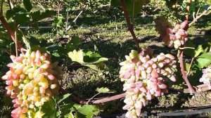 Виноград сорта Оригинал.