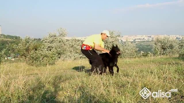 Грюнендаль Sirius fom Rosentall Garacii смотреть онлайн