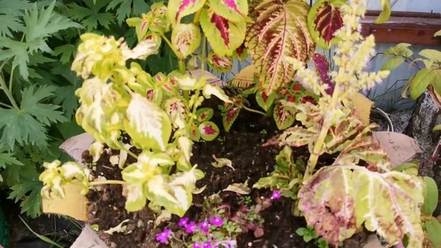 Обзор дачного участка на 16 июня, после холода, жары и ливня с градом. смотреть онлайн