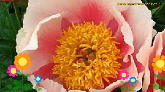 Пион молочноцветковый Афина. Краткий обзор, описание характеристик paeonia lactiflora Athena смотреть онлайн