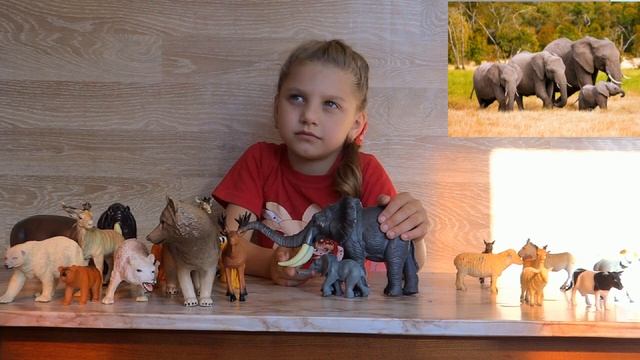 Изучаем диких животных с детьми. Слон. Интересные факты о слонах смотреть онлайн