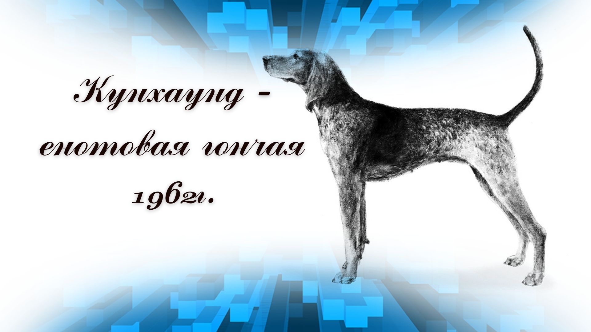 1962 Кунхаунд - енотовая гончая (США).