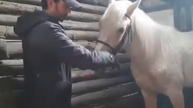 Приучаем лошадь к уздечке смотреть онлайн