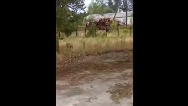 Полесье. Массовая вырубка лесов. смотреть онлайн