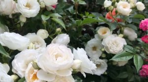 Роза Neige d’Ete (нейдж де те)