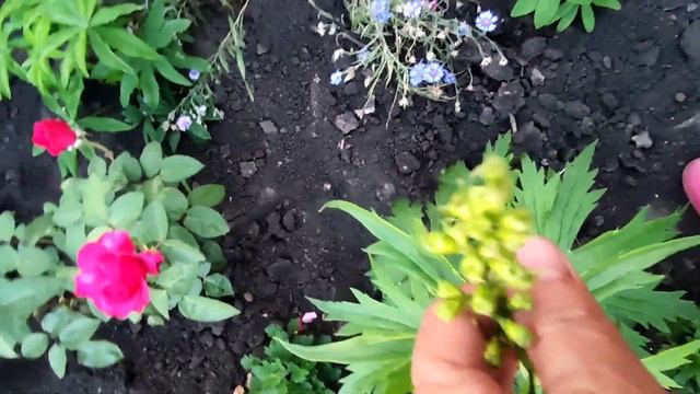 Мой цветочный уголок . Клумба из старой ванны, очень красиво. смотреть онлайн