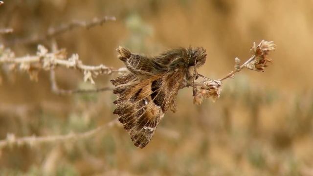 Mariposas Diurnas De La Rioja: Hesperiidae