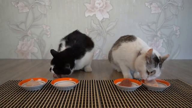 krasnaya-eda-protiv-beloy-edi-cellendj-kakuyu-edu-viberet-koska_(VIDEOMIN.NET).mp4 смотреть онлайн