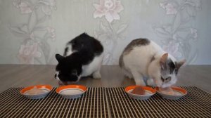 krasnaya-eda-protiv-beloy-edi-cellendj-kakuyu-edu-viberet-koska_(VIDEOMIN.NET).mp4