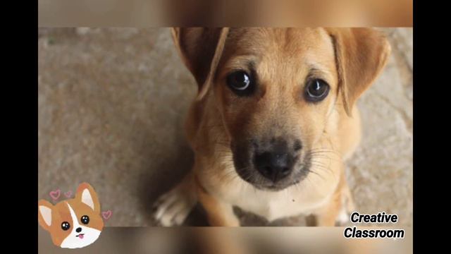 How to understand Dog's behaviour? | Tamil | Creative Classroom смотреть онлайн