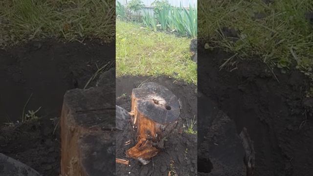 Удаляем пень с помощью селитры. Миф или реальность? смотреть онлайн