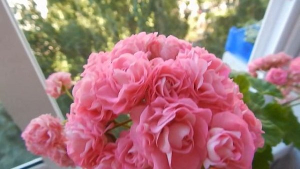 Розебудная пеларгония Swandland Pink Australien Pink Rosebud