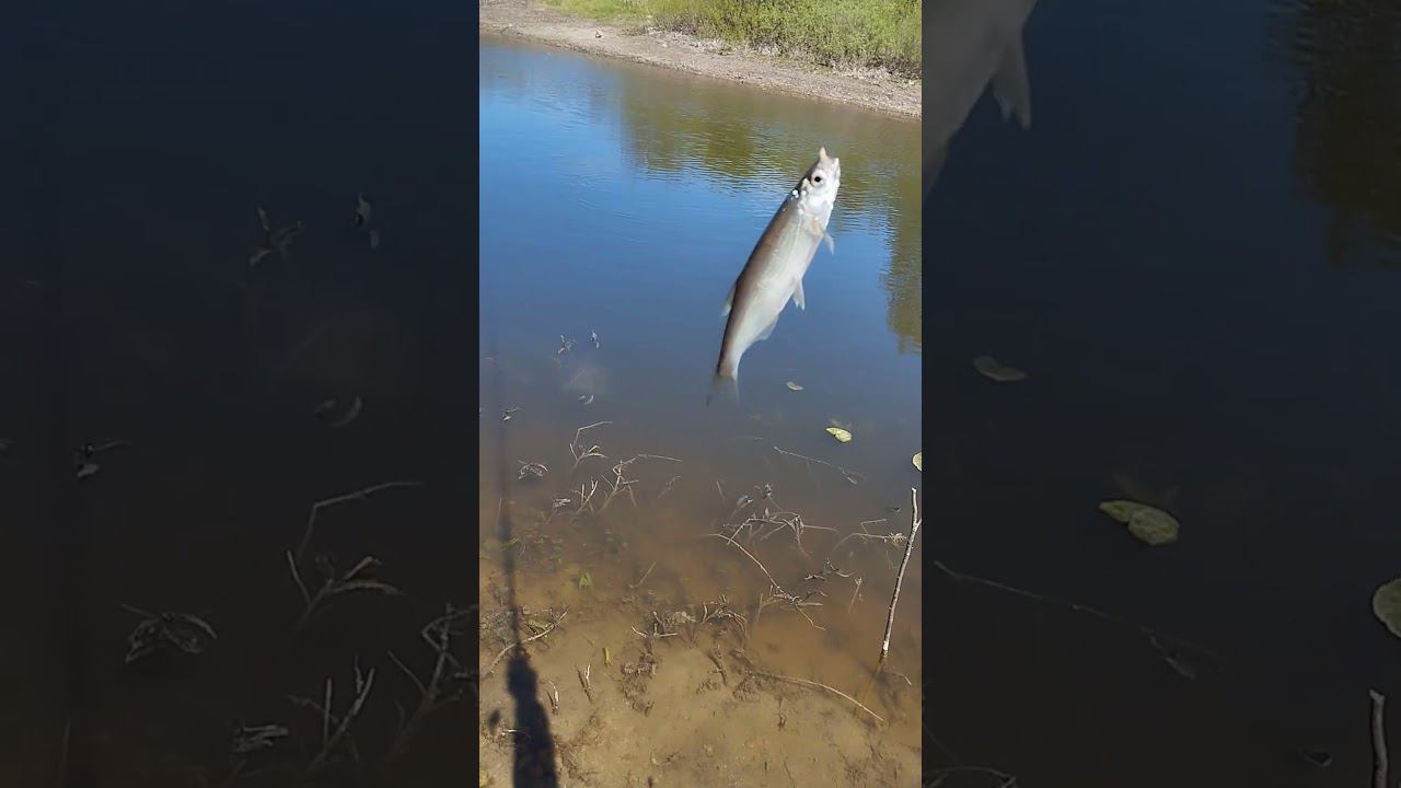 Рыбалка на поплавок.Ловля уклейки весной. #shortvideo #рыбалка #fishing #fishingvideo #природа смотреть онлайн