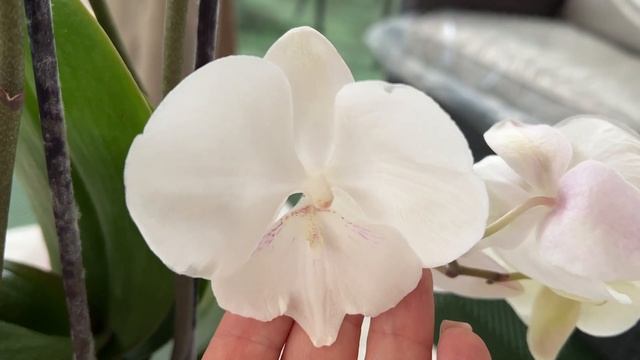 Долгожданное поступление орхидей в Оби ..  Это не сон! Сто лет там не была ...