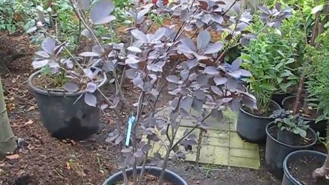 Черёмуха Виргинская смотреть онлайн