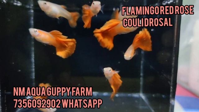 flamingo red rose couli breeding pair available смотреть онлайн