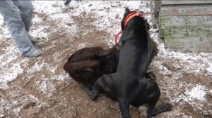 Когда собаки дерутся, что делать? Выпуск 14.