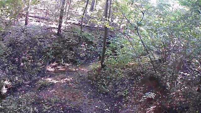 Косуля в лесу смотреть онлайн