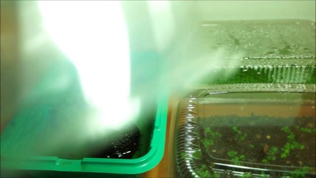 Микрантемум "Монте Карло" в тепличке и в аквариуме смотреть онлайн