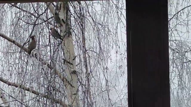 Стая свиристелей за окном смотреть онлайн