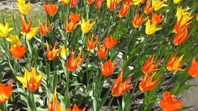 Фестиваль тюльпанов на Елагином острове , Санкт- Петербург. смотреть онлайн