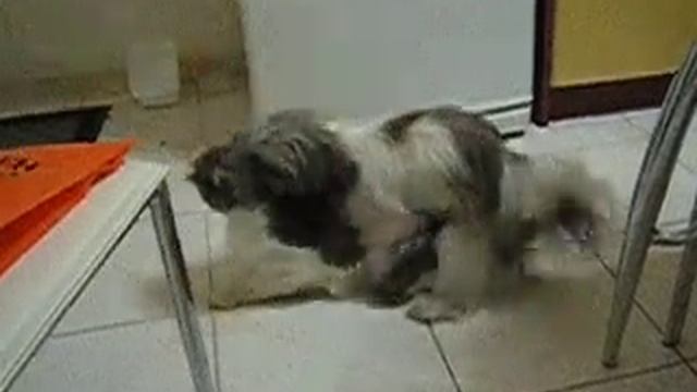 Make love not war (Dog vs Cat) смотреть онлайн