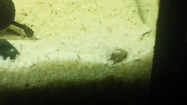 Banjo Catfish Breeding tank condition смотреть онлайн