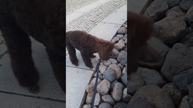 Коричневый (шоколадный) королевский пудель. смотреть онлайн