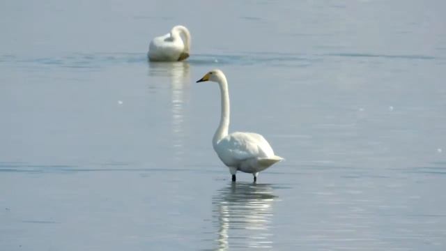 Whooper Swan | Лебедь-кликун | Cygnus cygnus смотреть онлайн