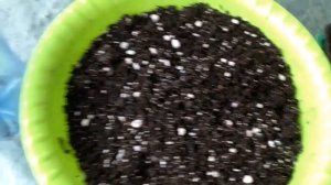 Развиваем мощную корневую систему у рассады Огурца.Лучший способ.