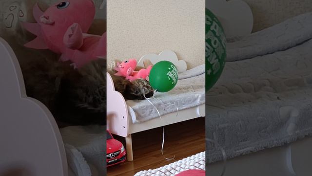 Кот vs Шарик #котик #котики #шарик #shorts смотреть онлайн