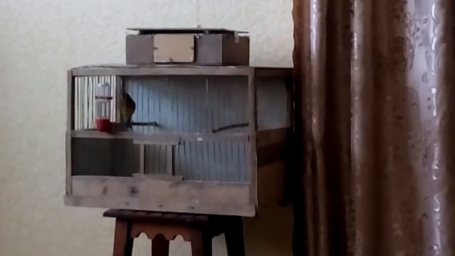 Песня гибрида щегла с канарейкой. смотреть онлайн