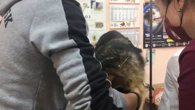 Как берут кровь у собак/Обиженный/ смотреть онлайн