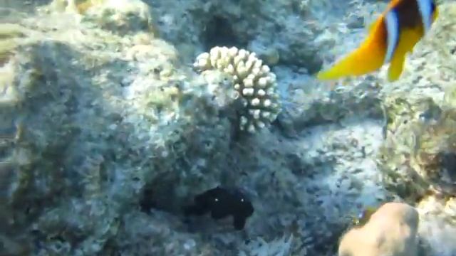 Шератон Сома бей. Домашний риф