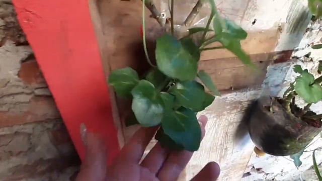 Mi Colección De Geranios🌺/Tips Para El 💧/Hacemos 2 Arreglos🌼🌱