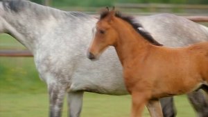 ТОП 10 Самые экзотические и красивые породы лошадей в мире!