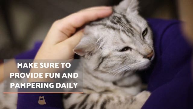 How to DISCIPLINE a CAT PROPERLY ?✅ (Cat Education) смотреть онлайн