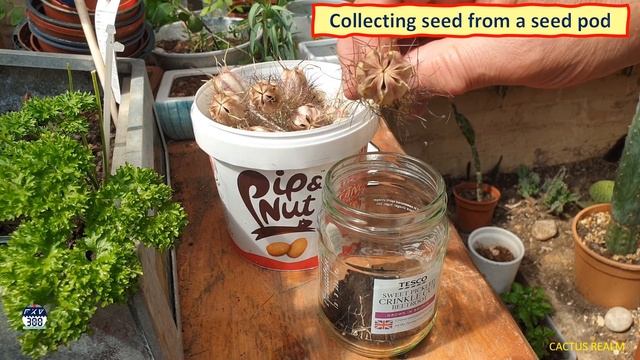 Nigella Damascena - Gathering Nigella Seeds