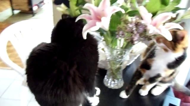Luna & Spock investigate flowers смотреть онлайн