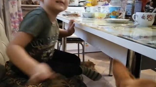 Джесика тойчик (той терьер как питомец, очень любит детей) смотреть онлайн