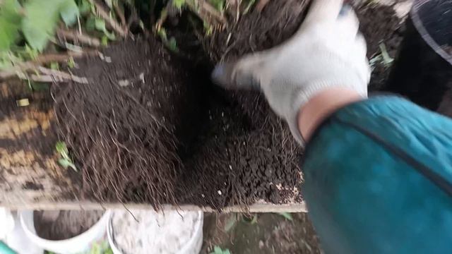 Выкопали хризантему мультифлора 🌺 шикарные кусты на продажу. смотреть онлайн