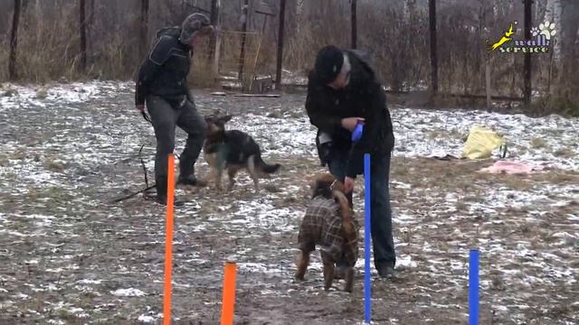 ОКД, Подзыв в группе на поводке 19.11. 2017, эрдель, овчарка, риджбек, митель смотреть онлайн