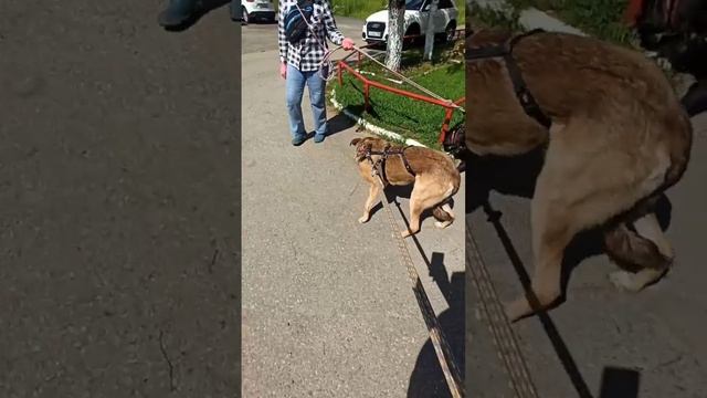 Взять собаку. Please Adopt Me - Moscow