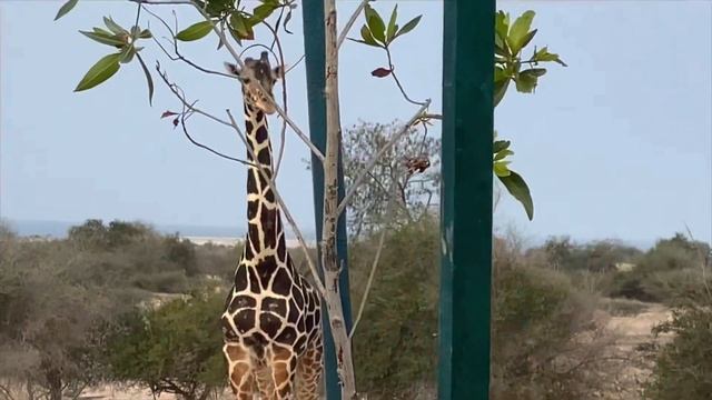 Сафари в парке дикой природы 2023 г.#персидскийзалив #сафарипарк #путешествия смотреть онлайн