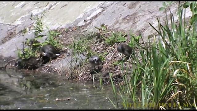 Водяні курочки з пташенятами смотреть онлайн
