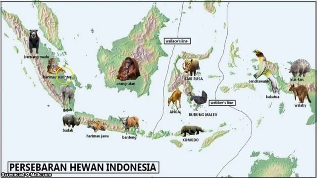 Mengidentifikasi Kondisi Geografis Indonesia Melalui Peta | IPS Kelas V смотреть онлайн